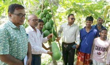 ভারতে পাথর ভাঙার কষ্ট ভুলে দেশে পেঁপে চাষে তিন যুবকের জয়যাত্রা