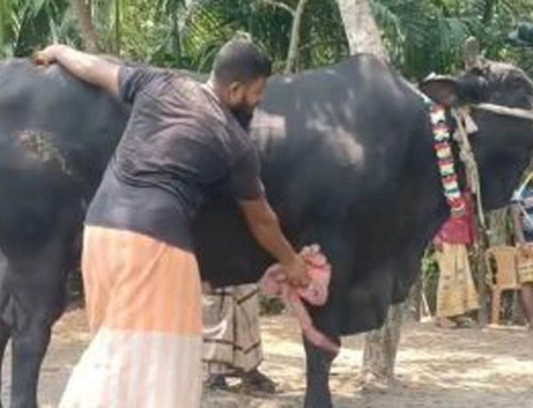 কালো মানিকের দাম হাঁকাচ্ছে ২২ লক্ষ