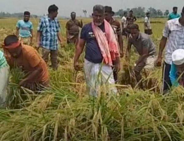 ৪৮ নওগাঁ-৩ আসনের এমপি ফজলে হুদা বাবুল কৃষকের পাকা ধান কেটে দিলেন