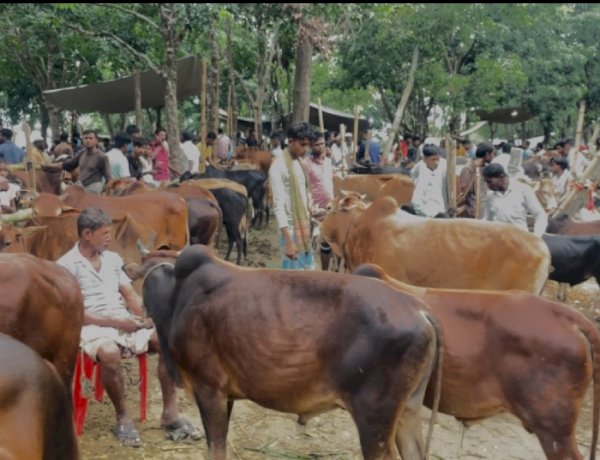 ঘুমধুমে দক্ষিণ এশিয়ার বৃহত্তর জমজমাট কোরবানির পশুর হাট, শেষ বাজারে উপচে পড়া ভিড়