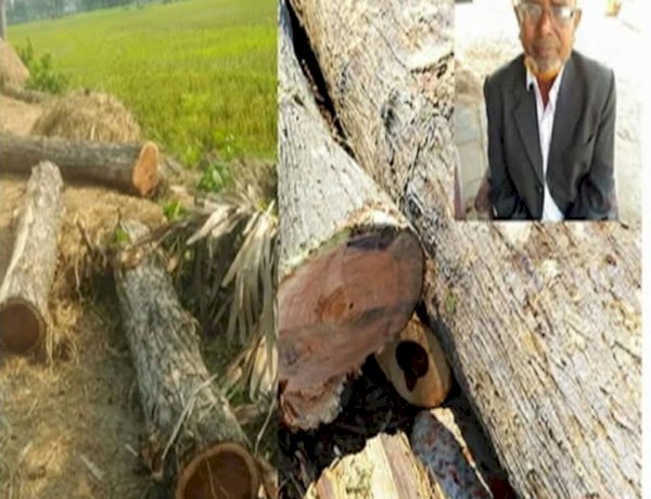 নওগাঁর মহাদেবপুর উপজেলার রসুলপুর সরকারি রাস্তার গাছ কেটে নেয়ার অভিযোগ বিএনপি নেতার বিরুদ্ধে