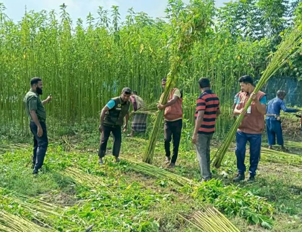 কেশবপুরে আনসার-ভিডিপি'র সদস্যারা স্বেচ্ছাশ্রমে দরিদ্র কৃষকেের পাকা পাট কেটে দিলেন