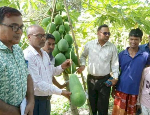ভারতে পাথর ভাঙার কষ্ট ভুলে দেশে পেঁপে চাষে তিন যুবকের জয়যাত্রা