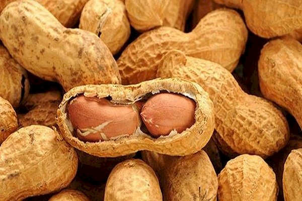 আমরা অনেকেই অলস সময়ে বাদাম খেতে পছন্দ করি