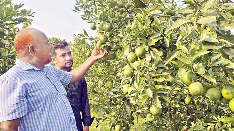 কৃষিনির্ভর একটি জেলা সাতক্ষীরা। চিংড়ি ও মিষ্টির পাশাপাশি কুল, ওল, হলুদ এবং আমের জন্য সমৃদ্ধ