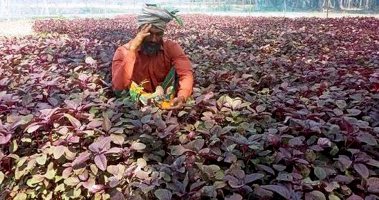 গলাচিপায় ভুল ঔষধ ব্যবহারে লক্ষাধিক টাকার ধনিয়া ও লাল শাক নষ্ট, কৃষকের মাথায় হাত