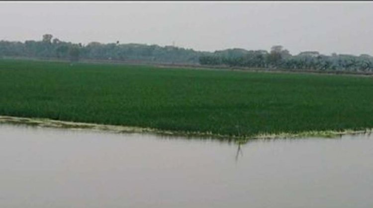 কেশবপুরে খতিয়াখালী বিলে জলাবদ্ধতায় প্রায়  ১৮০ বিঘা বোরো ধানের উৎপাদন হুমকির মুখে