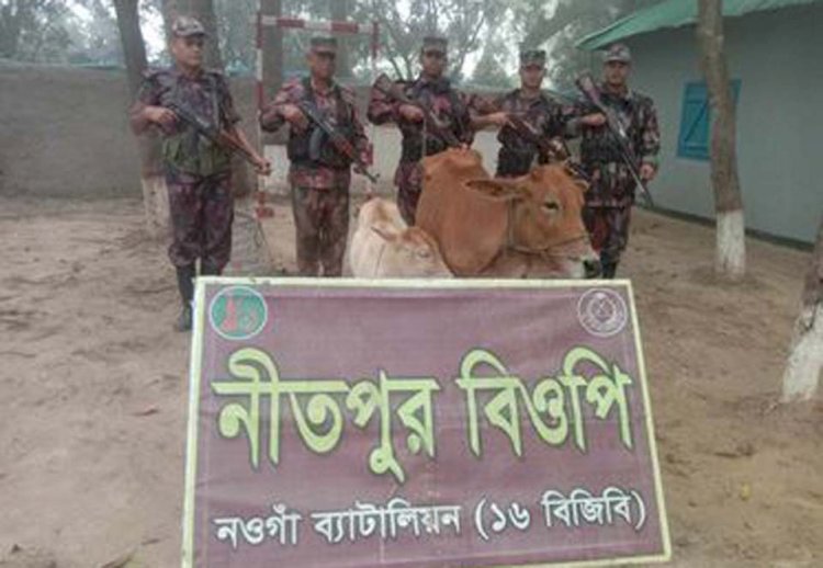 পোরশা সীমান্তে মালিকবিহীন গরু উদ্ধার
