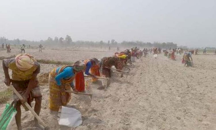 নওগাঁর নিয়ামতপুরে বটতলী মাঠ এইভাবে আলু কুড়ানোর পড়েছে ধুম