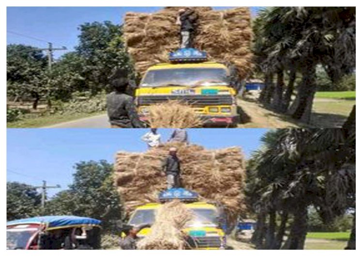 নওগাঁয় প্রতি কাউন খড়েড় দাম ৫ হাজার হওয়ায় খামারীরা বিপাকে