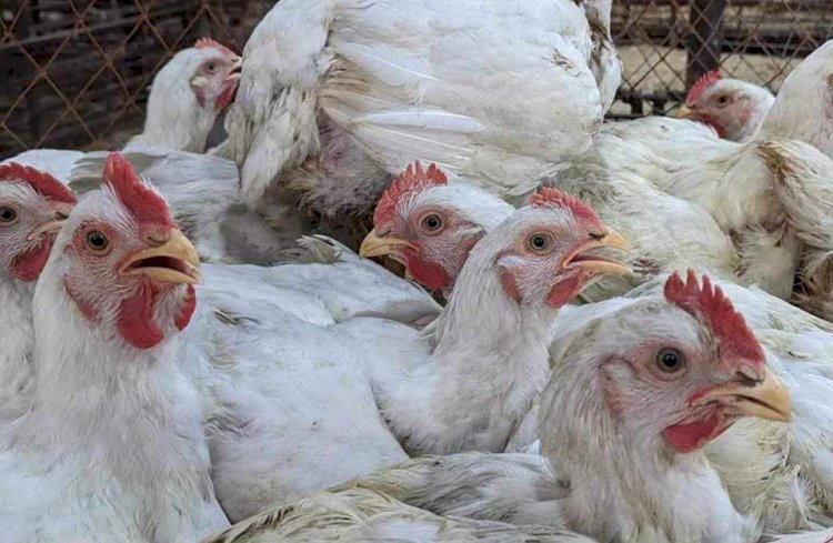 নওগাঁ সহ বিভিন্ন উপজেলায় সপ্তাহের ব্যবধানে প্রতি কেজিতে বেড়েছে ৫০ টাকা