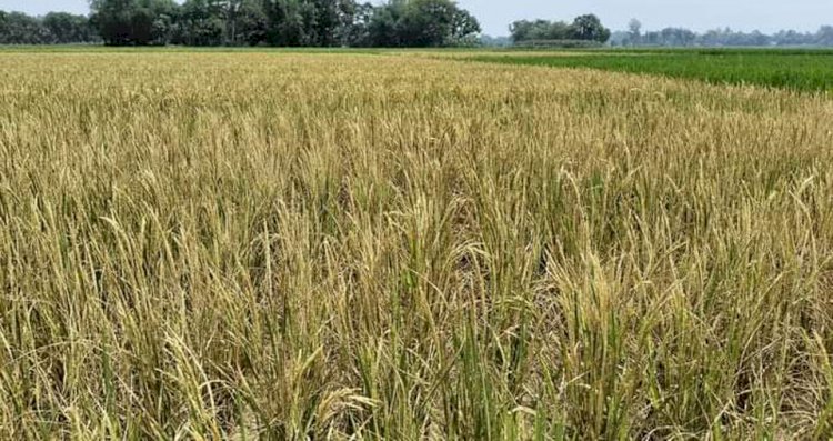 নওগাঁয় শশত্রুতার জের ধরে  ঘাস মারা বিষ প্রয়োগ করে ৪ বিঘা জমির ধান পুড়িয়ে দেয়ার অভিযোগ