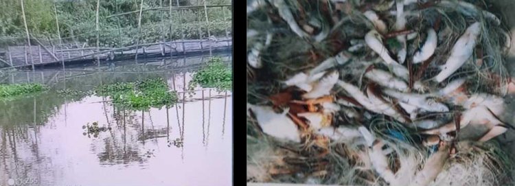 পাবনায় মাছের ঘেড় দখল ও তিন লক্ষাধিক টাকার ক্ষতিসাধন