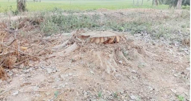 নওগাঁয় প্রকাশ্য দিবালোকে সরকারি খাস জমির গাছ কেটে আড়াই লক্ষ টাকা হরিলুট দেখার কেউ নেই