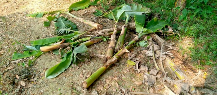 পূর্ব শত্রুতার জেরে মনোহরদীতে কলাবাগান কেটে ফেলেছে দুর্বৃত্তরা। মনোহরদী(নরসিংদী)প্রতিনিধি