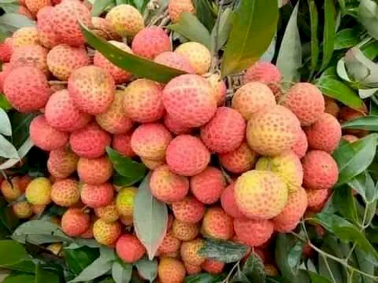 দিনাজপুরে তীব্র তাপপ্রবাহের মধ্যে লিচুর ফলন হুমকির মুখে পড়েছে।
