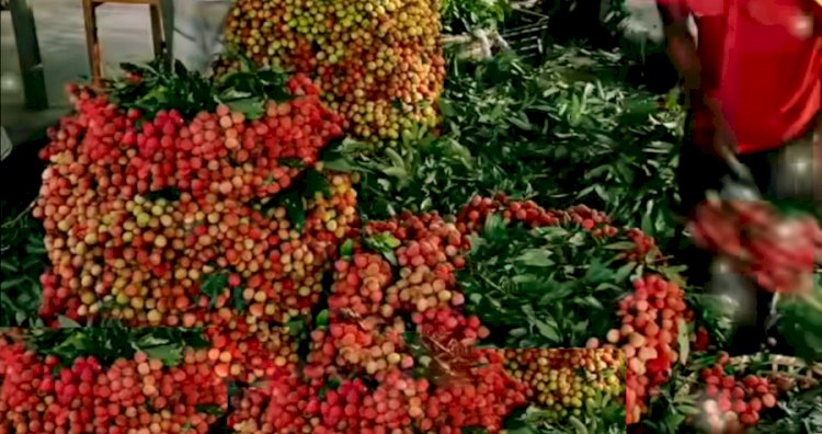 সরগরম পাবনার লিচুর হাট-বাজার: লিচুর দামে ফলনের ক্ষতি কাটানোর স্বপ্ন