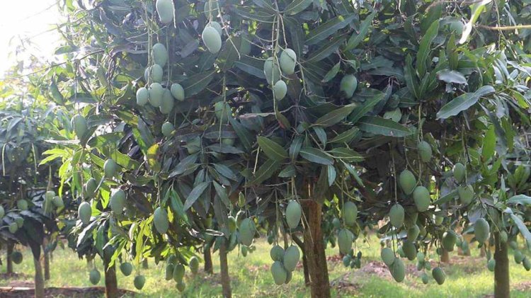 নওগাঁ জেলা প্রশাসনের বেঁধে দেওয়া সময়সূচী অনুযায়ী ১১ টি উপজেলার বাগানে আম সংগ্রহ শুরু আজ
