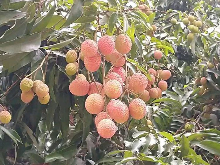 লিচুর শহর দিনাজপুরে উঠতে শুরু করেছে সব ধরনের লিচু।