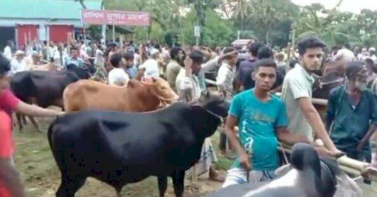 শিবপুরে বিনা অনুমতিতে প্রতিবছরই গরুর হাট বসান রাখিল