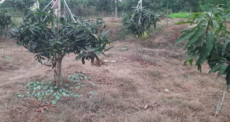 নওগাঁ ৩৮ ক্যারেট বাগানের আম চুরিকরে নিয়ে যাওয়ার সময় উদ্ধার করেছে এলাকাবাসী