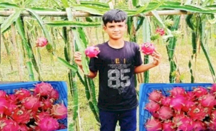 ড্রাগন বানিজ্যিক ভাবে চাষ করে সফললতা পেয়েছে  শিবগঞ্জের তরুণ উদোক্তা মোঃ সোহেল রানা।