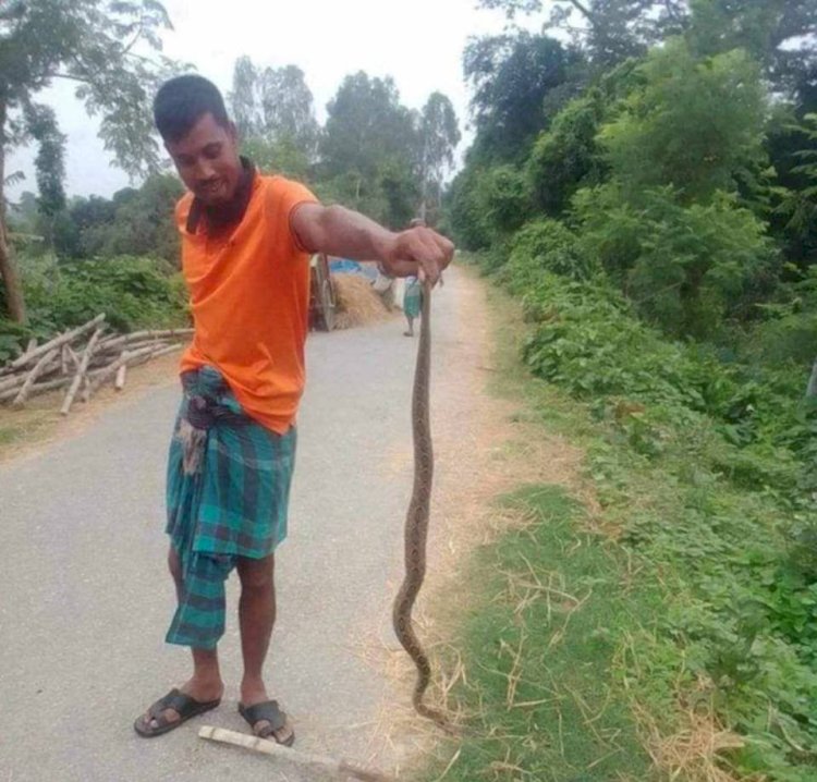 নওগাঁর ছিলিমপুর ও রসুলবিল এলাকায়  দুইটি রাসেল ভাইপার সাপ মারলেন স্থানীয়রা