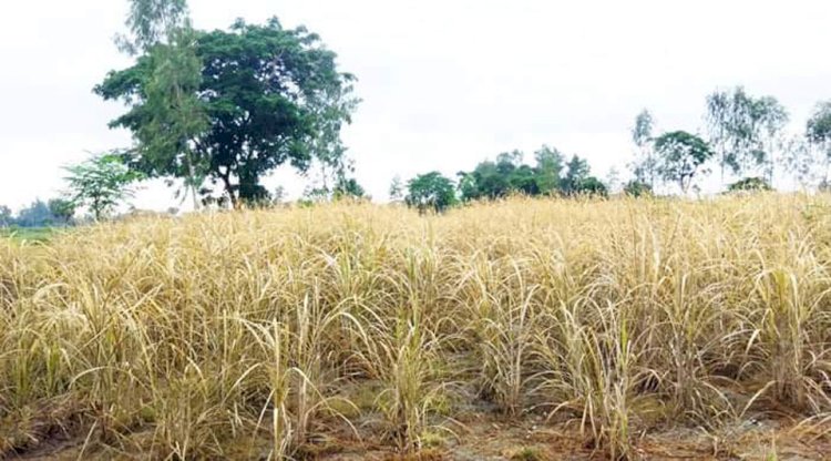 নওগাঁর ধামইরহাটে প্রতিপক্ষের শত্রুতার  ক্ষতিকারক বিষ প্রয়োগ করে ১ একর আঁখ বিনষ্ট