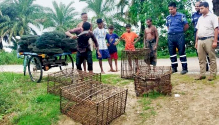 নওগাঁ জেলার ১১ উপজেলায়  রাণীনগর আত্রাইয়ে নিষিদ্ধ রিংজালসহ বানা ভূষ্মিভূত