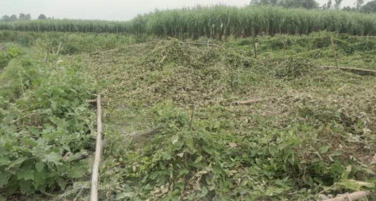 নওগাঁর মহাদেবপুরে  কৃষকের ফসলের খেত ৩ লাখ টাকার ক্ষতিসাধন করেছে দুর্বৃত্বরা