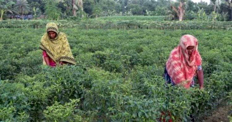 নওগাঁয় কাঁচামরিচের দাম১৫০-২০০ পেয়ে কৃষকের মুখে হাসি