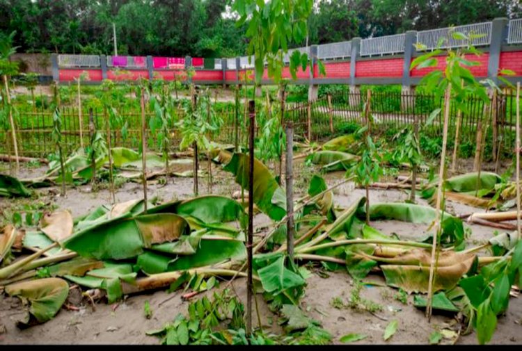 চিরিরবন্দরে রাতের আঁধারে দেড় শতাধিক গাছ কেটে দিলো দুর্বৃত্তরা