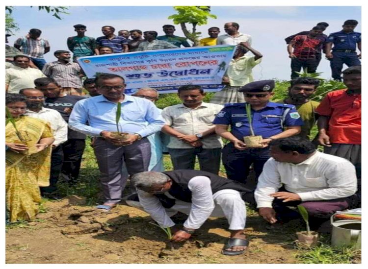 নওগাঁর মন্দা বদ্দপুরে তালগাছ চারা রোপন শুভ উদ্বোধন করেন এমপি  গামা