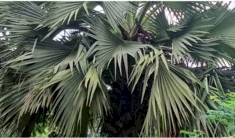 বুড়িচংয়ে  হারিয়ে যাচ্ছে পরিবেশ বান্ধব তালগাছ