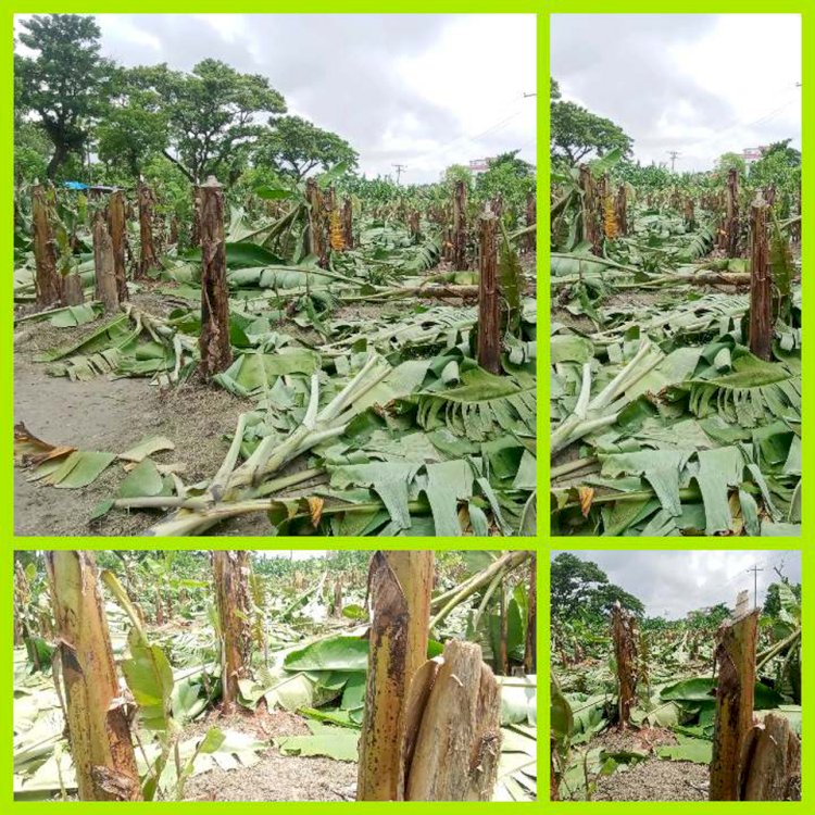 বদলগাছীতে আইন শৃঙ্খলার নিষ্ক্রিয়তার সুযোগে চলছে জমি দখলের হিড়িক।