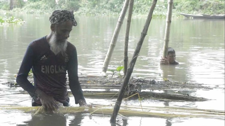 সোনালী আঁশ (পাট)সংগ্রহে ব্যস্ত আত্রাইয়ের পাট চাষিরা