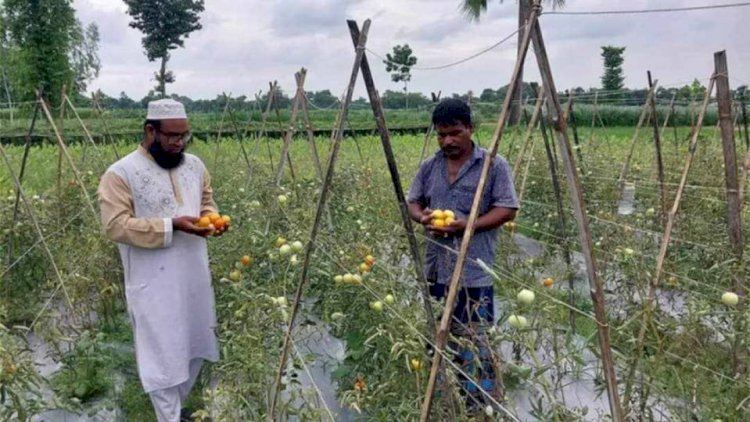 নওগাঁয় গ্রামাঞ্চলের আনাচেকানাচে  বেগুনগাছে টোমেটো চাষ করে সাড়া ফেলে দিয়েছে ফারুক হোসেন