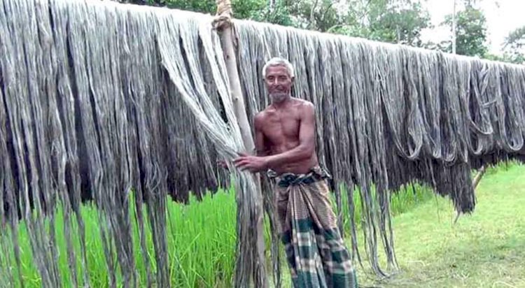 নওগাঁর বিভিন্ন উপজেলায় পাট চাষে আগ্রহ বাড়ছে ও দাম ভালো হওয়ায়  চাষীদের মুখে হাসি
