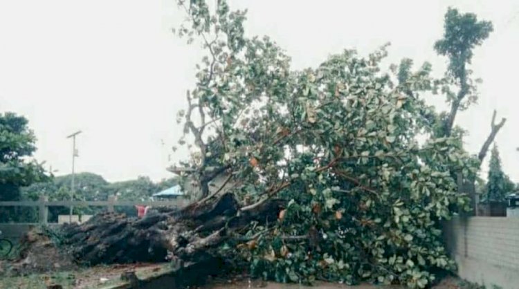 মাইকেল মধুসূদন স্মৃতি বিজড়িত বহু পুরাতন  কাঠবাদাম গাছটি ঝড়ে উপড়ে পড়েছে