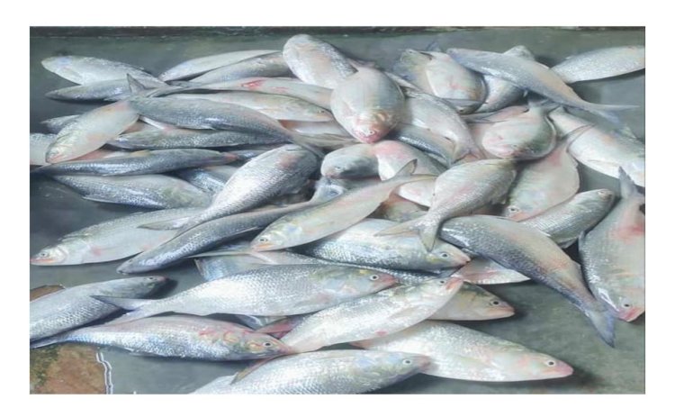 টেকনাফে ধরা পড়েছে  লক্ষাধিক টাকার ইলিশ