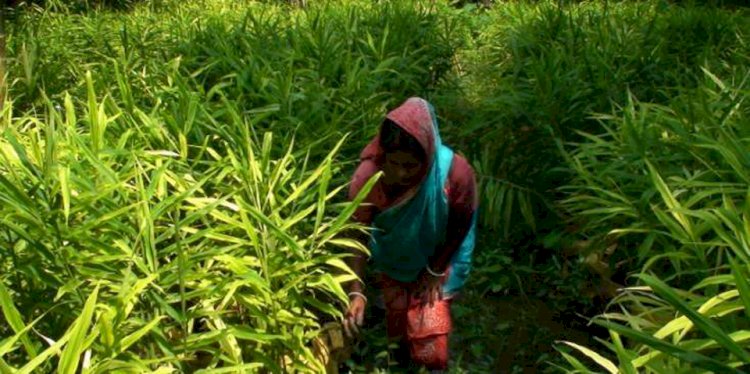 নড়াইলে বস্তায় আদাচাষে সফলতা