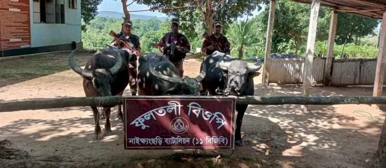 নাইক্ষ্যংছড়ি সীমান্তে বিজিবির অভিযানে ১১টি বার্মিজ গরু -মহিষ জব্দ