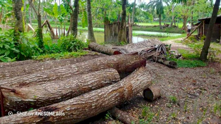 কেশবপুরে এক প্রধান শিক্ষকের বিরুদ্ধে  বিদ্যালয়ের গাছ কেটে আত্নসাতের অভিযোগ