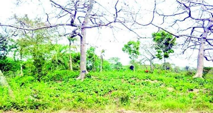 নড়াইলের ভূগর্ভে চাপা পড়ে থাকা ইতিহাস পাতালভেদী রাজার বাড়ি