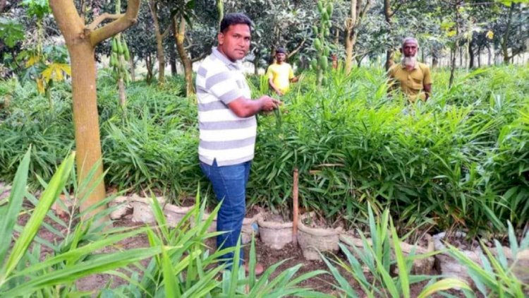নওগাঁর মান্দায় কুসুম্বার নাড়াডাঙ্গা গ্রামের কৃষি উদ্যোক্তা সোহেল আদা চাষে ১২ লাখ টাকা লাভ