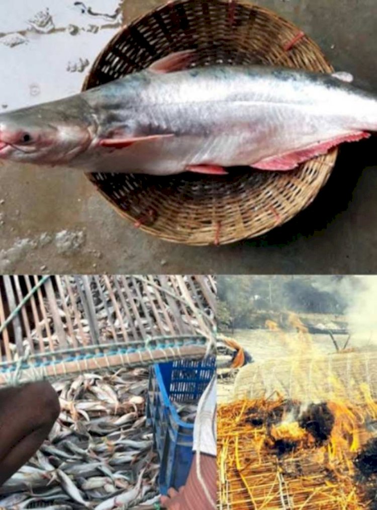 উপকূলীয় নদীতে ধরা পড়ছে ঝাঁকে ঝাঁকে পাঙ্গাশ নেই কোনও ইলিশ