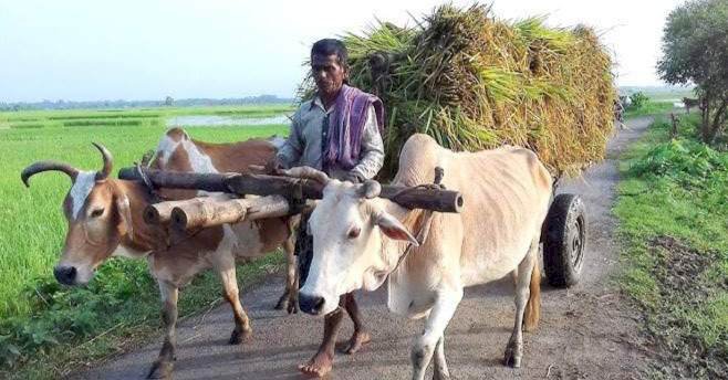 নড়াইলে আধুনিকতার যান্ত্রিক ছোঁয়ায় ও ডিজিটাল পদ্ধতির কাছে গ্রামবাংলার ঐতিহ্যবাহী গরুর গাড়ি বিলুপ্তপ্রায়