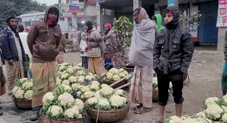 নওগাঁয় ফুলকপির দাম আট আনা