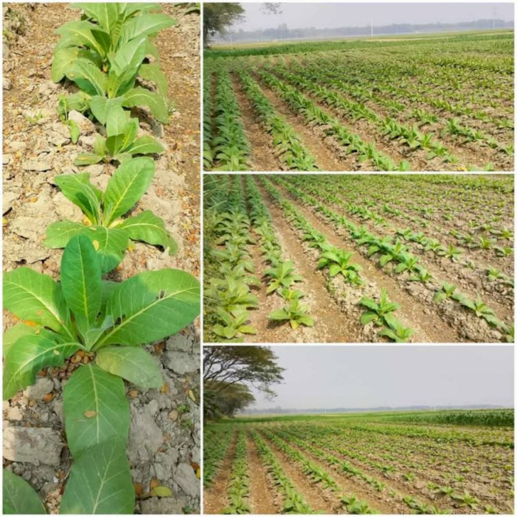 চাটমোহর উপজেলায় বিভিন্ন গ্রামে বাড়ছে তামাক চাষ