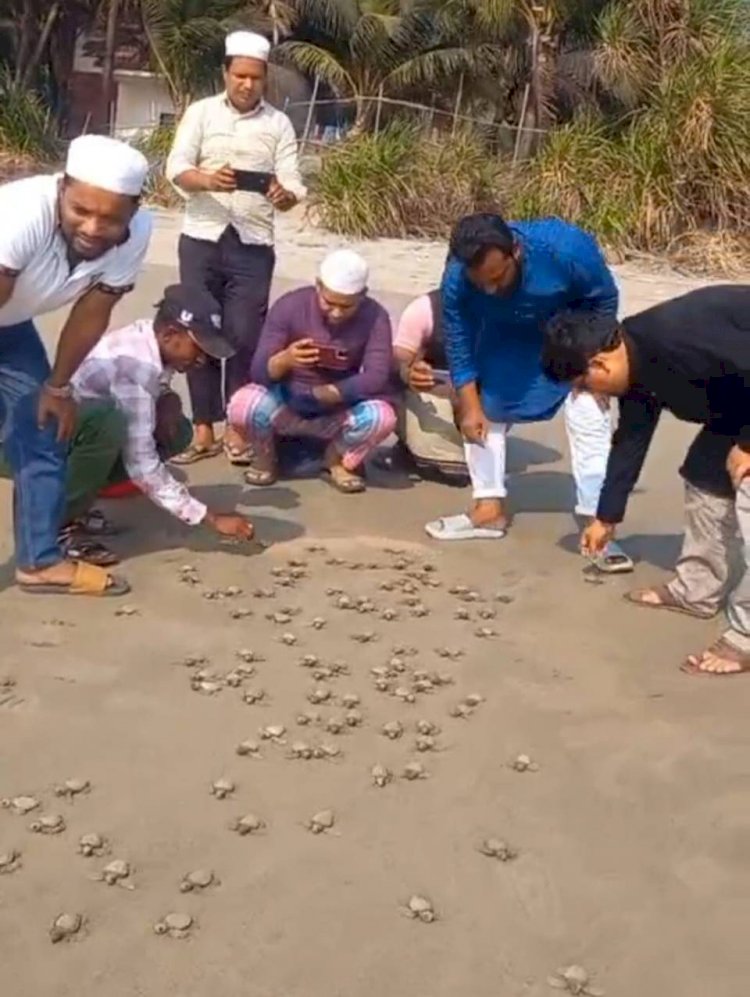 সেন্টমার্টিন সৈকতের বালুরচ থেকে সাগরে ফিরেছে ১৮৩টি কচ্ছপের বাচ্চা